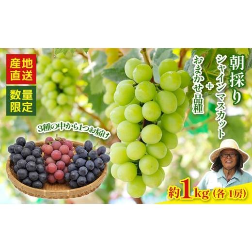 ふるさと納税 ぶどう マスカット 静岡県 藤枝市 2026年8月以降発送 先行予約 シャインマスカット 1房 おまかせ品種 1房 (マスカットノワール クイーンニーナ…