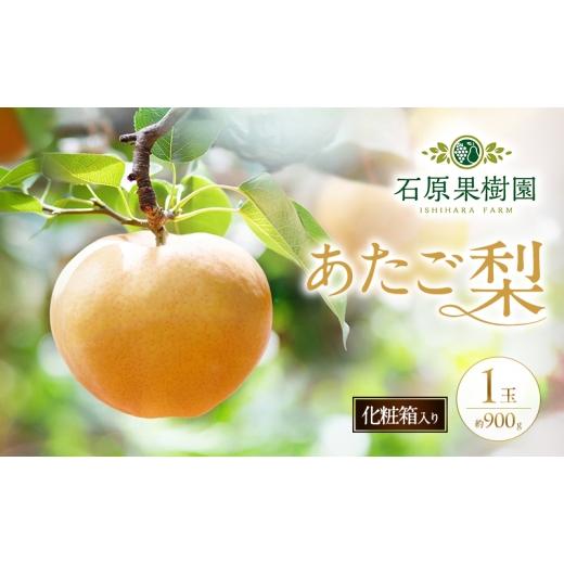 ふるさと納税 梨 岡山県 瀬戸内市 梨 2026年 先行予約 あたご梨 1玉 (約900g) 化粧箱 11月下旬〜12月中旬頃発送 ナシ なし 岡山県産 国産 フルーツ 果物 ギフ…