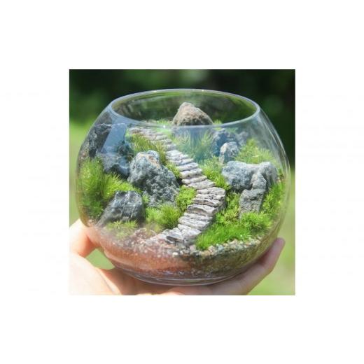 ふるさと納税 花・苗木 神奈川県 鎌倉市 [苔テラリウム・コケリウム]階段の風景 ボウルLL