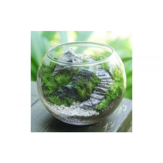 ふるさと納税 花・苗木 神奈川県 鎌倉市 [苔テラリウム・コケリウム]階段の風景 ボウルL