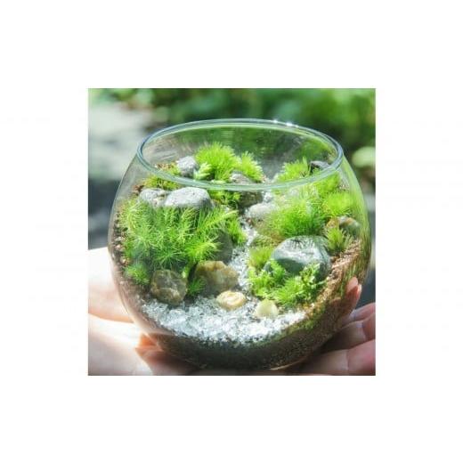 ふるさと納税 花・苗木 神奈川県 鎌倉市 渓流編 苔テラリウム制作キット(ツール付き)