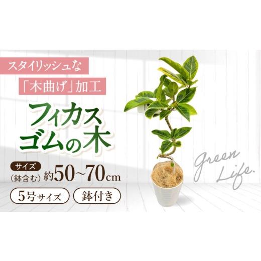 ふるさと納税 花・苗木 長崎県 大村市 観葉植物 フィカスゴムの木 鉢植え 大村市 エコグリーンヒガシ/フィカス ゴムの木 ゴムノキ 鉢付き 室内 植物 インテリ…
