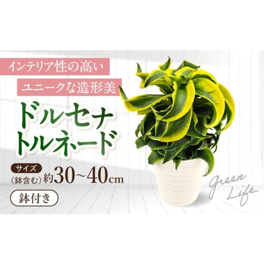 ふるさと納税 花・苗木 長崎県 大村市 観葉植物 ドルセナトルネード 鉢植え 大村市 エコグリーンヒガシ/室内植物 鉢付き 植物 インテリア おしゃれ プレゼン…