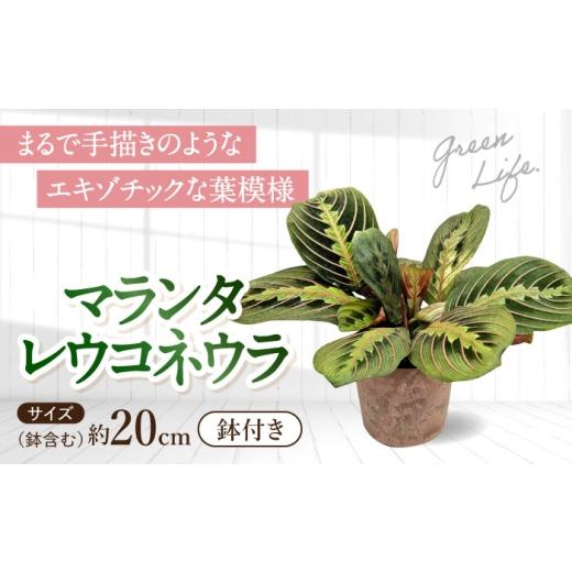 ふるさと納税 花・苗木 長崎県 大村市 観葉植物 マランタレウコネウラ 鉢植え 大村市 エコグリーンヒガシ/マランタ 室内植物 鉢付き 植物 インテリア おしゃ…