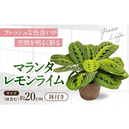 ふるさと納税 花・苗木 長崎県 大村市 観葉植物 マランタレモンライム 鉢植え 大村市 エコグリーンヒガシ/マランタ 室内植物 植物 鉢付き インテリア おしゃ…