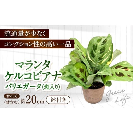 ふるさと納税 花・苗木 長崎県 大村市 観葉植物 マランタケルコビアナバリエガータ 鉢植え 大村市 エコグリーンヒガシ/マランタ 室内植物 鉢付き 植物 インテ…