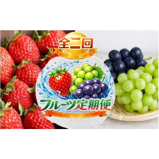 ふるさと納税 果物の詰合せ 和歌山県 かつらぎ町 全2回 かつらぎ町産 フルーツ定期便(まりひめ・シャイン&ピオーネ)フルーツ王国よりお届け / いちご ピ…