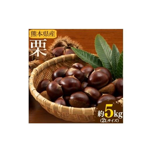 ふるさと納税 果物類 栗 熊本県 菊池市 先行予約 栗 約5kg 2Lサイズ 日本フルーツ株式会社[9月中旬-10月上旬頃出荷]熊本県 菊池市 栗 くり 熊本県産 2L 栗…