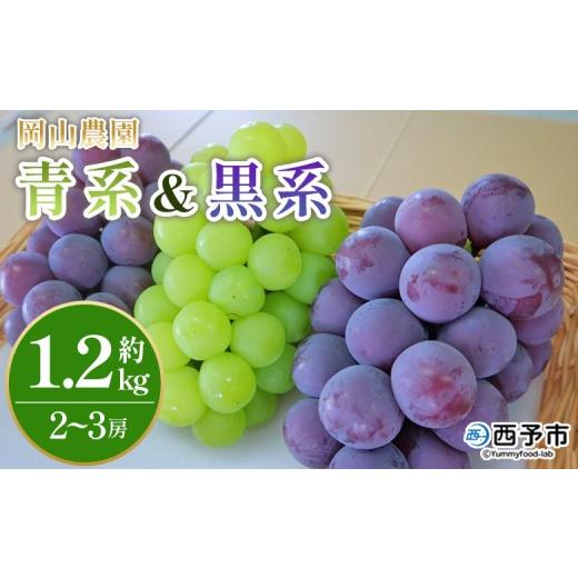 ふるさと納税 果物類 ぶどう 愛媛県 西予市 青系&黒系ぶどうセット 約1.2kg 果物 くだもの フルーツ 大粒 大きい 葡萄 ブドウ 果肉 果実 青果 濃厚 甘み 甘…