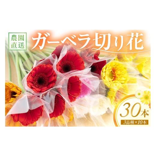 ふるさと納税 雑貨・日用品 花 和歌山県 御坊市 御坊の花 農園直送 ガーベラ切り花30本