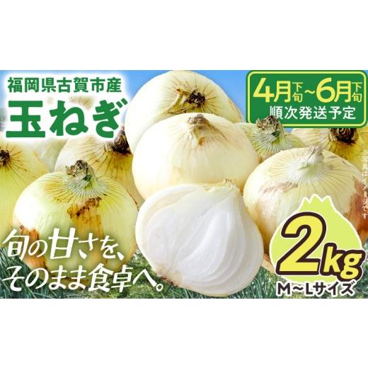 ふるさと納税 野菜類 玉ねぎ 福岡県 古賀市 新鮮直送 玉ねぎ 国産 2kg 古賀市産 野菜 たまねぎ タマネギ 玉葱 みずみずしい 甘い 柔らかい 農家直送 Mサイズ L…