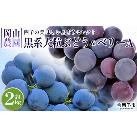 ふるさと納税 果物類 ぶどう 愛媛県 西予市 西予の美味しいぶどう セレクトセット/黒系大粒ぶどう&ベリーA 約2kg(岡山農園) 果物 くだもの フルーツ ぶど…