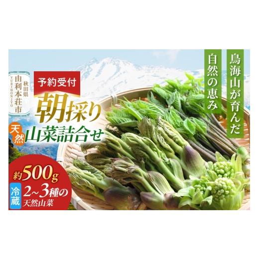 ふるさと納税 野菜類 山菜 秋田県 由利本荘市 [予約受付]朝採り発送 天然山菜詰合せ 約500g(2〜3種類) 山菜 天然山菜 さんさい 野菜 詰合せ 詰め合わせ 朝…
