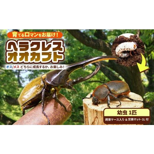 ふるさと納税 生き物 千葉県 君津市 先行予約 ヘラクレスオオカブト 幼虫 1匹 2令後期 〜 3令初期 (交換マット・1袋付) | ヘラクレスヘラクレス カブトムシ…