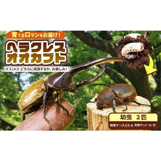 ふるさと納税 生き物 千葉県 君津市  先行予約 ヘラクレスオオカブト 幼虫 2匹 2令後期 〜 3令初期 （交換マット・1袋付） | ヘラクレスヘラクレス カブトムシ…_1