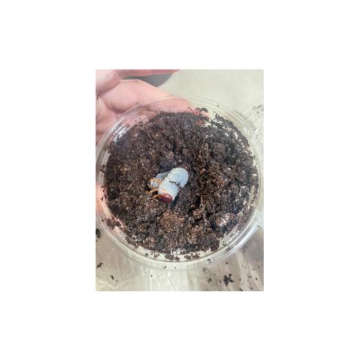 ふるさと納税 生き物 千葉県 君津市  先行予約 ヘラクレスオオカブト 幼虫 2匹 2令後期 〜 3令初期 （交換マット・1袋付） | ヘラクレスヘラクレス カブトムシ…_2