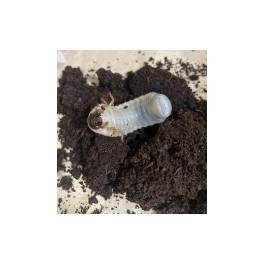 ふるさと納税 生き物 千葉県 君津市  先行予約 ヘラクレスオオカブト 幼虫 2匹 2令後期 〜 3令初期 （交換マット・1袋付） | ヘラクレスヘラクレス カブトムシ…_3