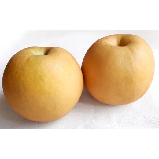 ふるさと納税 梨 岡山県 倉敷市 あたご梨 2玉 約1.8kg 2026年11月下旬〜12月下旬迄順次発送予定 梨 なし ナシ 果物 フルーツ 岡山県 倉敷市