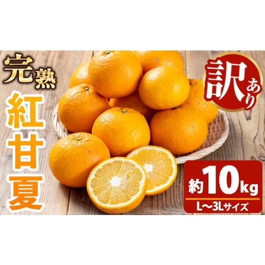 ふるさと納税 果物類 みかん 鹿児島県 いちき串木野市 新登場 訳アリ 大人な柑橘 完熟 紅甘夏 約10kg L〜3Lサイズ サイズ不揃い 満杯 箱詰め バラ詰め 池之上…