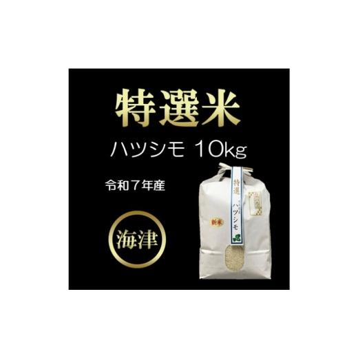 ふるさと納税 米 岐阜県 海津市   オンライン決済限定 令和7年度産/白米 特選米ハツシモ (10kg)