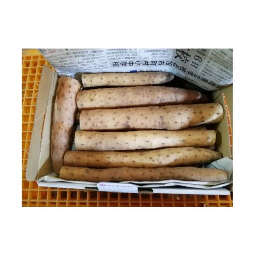 ふるさと納税 野菜類 鳥取県 北栄町 981. 訳あり 砂丘ながいも 1kg[検索用ワード:長芋・とりたて・とろろ・ねばり・山芋]