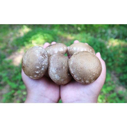 ふるさと納税 野菜類 きのこ 岩手県 久慈市 平日お届け ＼自社厳選/こだわり極旨「菌床生しいたけ1kg」 「 平日お届け 」