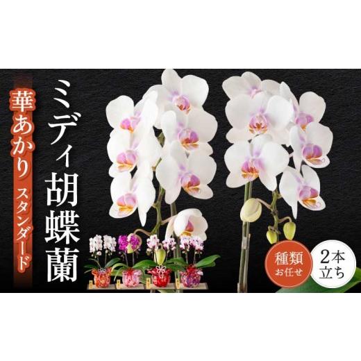 ふるさと納税 雑貨・日用品 花 熊本県 宇城市 胡蝶蘭 花 ミディ胡蝶蘭 華あかり スタンダード 2本立ち 蘭 ラン 洋蘭 ミディサイズ 観賞用 贈答用 鉢植え 風呂…