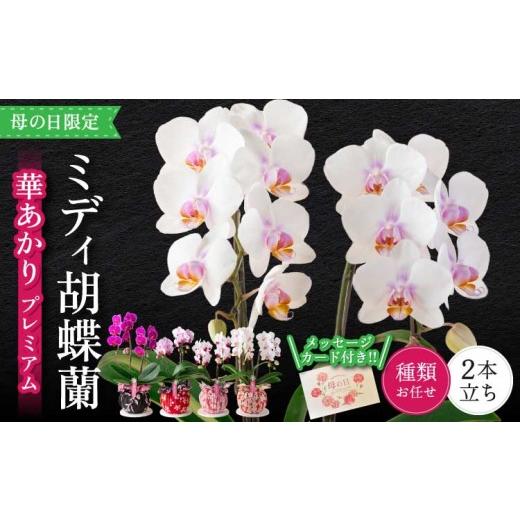 ふるさと納税 雑貨・日用品 花 熊本県 宇城市 胡蝶蘭 花 母の日 ミディ胡蝶蘭 華あかり プレミアム 2本立ち 2026年5月上旬頃発送予定 プレゼント 蘭 ラン 洋蘭…