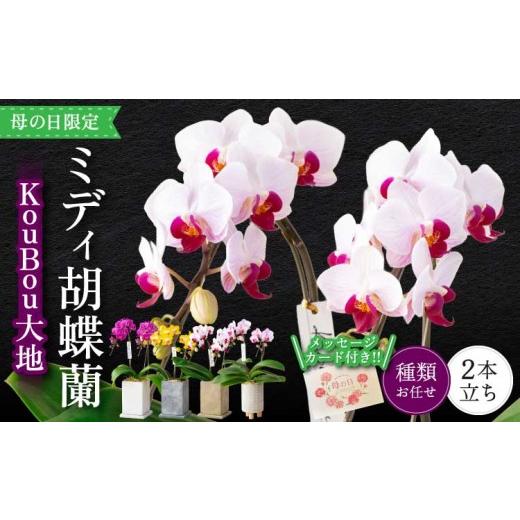 ふるさと納税 雑貨・日用品 花 熊本県 宇城市 胡蝶蘭 花 母の日 ミディ胡蝶蘭 KouBou 大地 2本立ち 2026年5月上旬頃発送予定 プレゼント 蘭 ラン 洋蘭 ミディ…