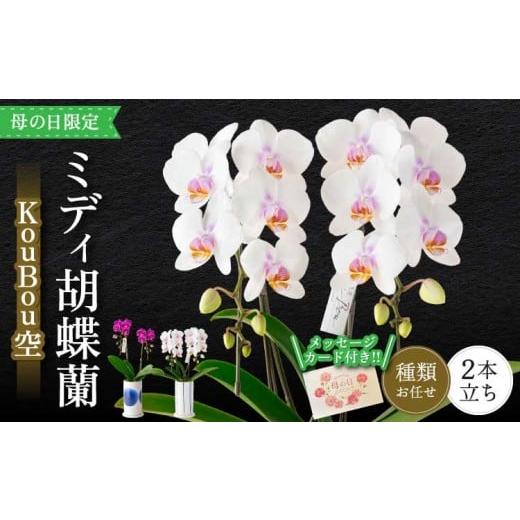ふるさと納税 雑貨・日用品 花 熊本県 宇城市 胡蝶蘭 花 母の日 ミディ胡蝶蘭 KouBou 空 2本立ち 2026年5月上旬頃発送予定 プレゼント 蘭 ラン 洋蘭 ミディサ…