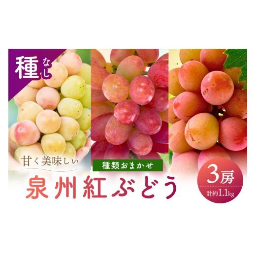 ふるさと納税 果物類 ぶどう 大阪府 泉南市 泉州ぶどう 彩りあざやか紅ぶどう 3種セット 065C-005