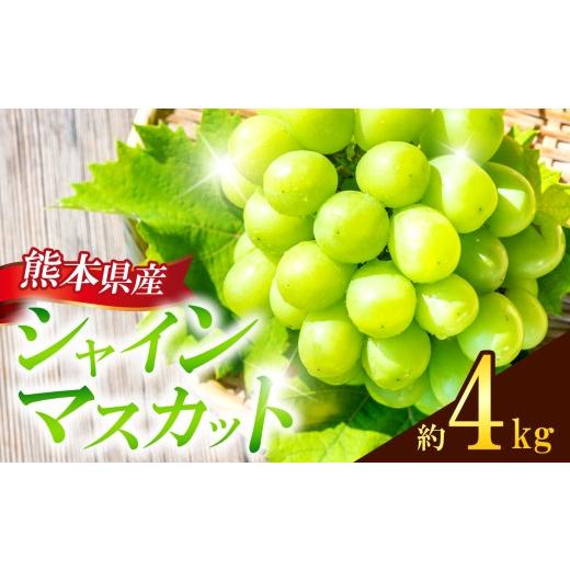 ふるさと納税 ぶどう マスカット 熊本県 玉名市 熊本県産 シャインマスカット 約4kg 『 かめまる食堂 』 種無し ぶどう | フルーツ 果物 くだもの ぶどう ブド…