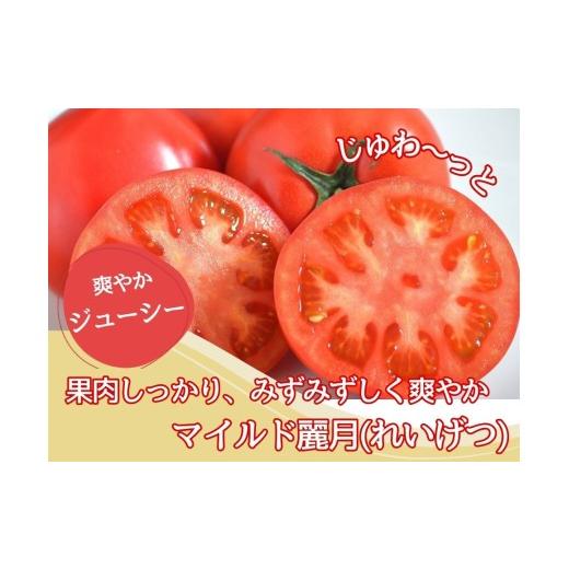 ふるさと納税 野菜類 トマト 宮城県 大崎市 やさしい甘さ マイルド麗月トマト 1kg|まろやか風味・産地直送の完熟トマト