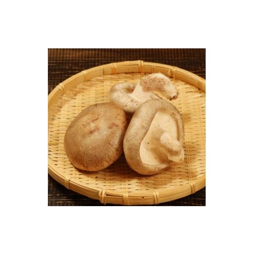 ふるさと納税 野菜類 きのこ 新潟県 関川村 毎月定期便 肉厚 あらかわ生しいたけ特選プレミアム全12回 4083715