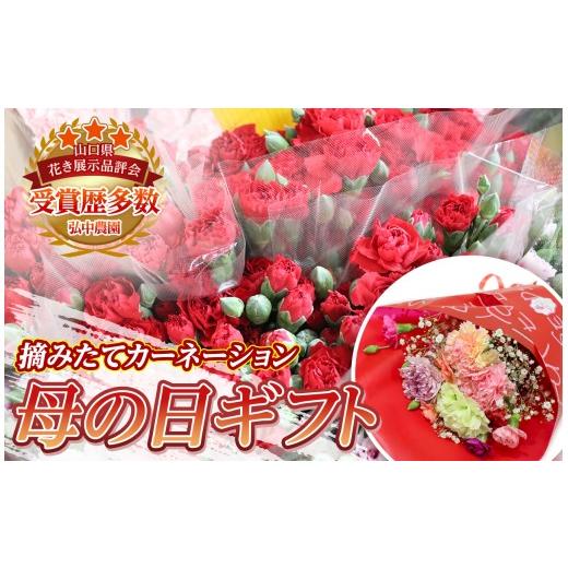 ふるさと納税 花・苗木 花束 山口県 平生町 2026 先行予約 農園直送 摘みたて 母の日 に 贈る カーネーション 花束 ギフト MA-02 | 母 お母さん mother 家…