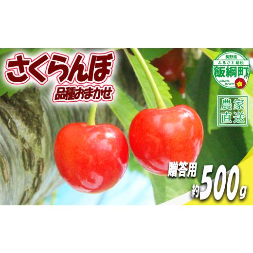 ふるさと納税 果物類 さくらんぼ 長野県 飯綱町 贈答品 冷蔵便 朝採り 当日発送 さくらんぼ 500g 贈答パック ( 品種おまかせ ) 配送先は本州限定 2026年6月…
