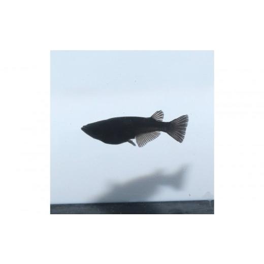 ふるさと納税 生き物 神奈川県 横浜市 オロチ(メダカ)2ペア メダカ屋えん 横浜市