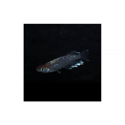 ふるさと納税 生き物 神奈川県 横浜市 レッドクリフダークタイプ(メダカ)1ペア メダカ屋えん 横浜市