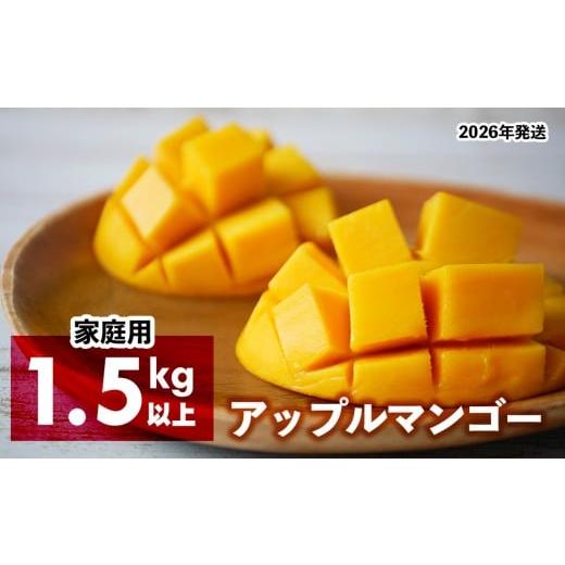ふるさと納税 マンゴー 沖縄県 名護市 2026年発送 アップルマンゴー(家庭用)1.5kg以上 羽地の駅 2026年 果物 沖縄 特産品 旬 マンゴー 家庭用 フルーツ 先…