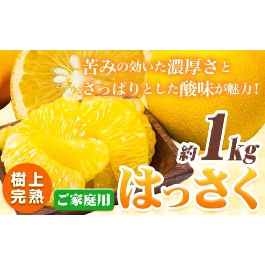 ふるさと納税 みかん・柑橘類 和歌山県 日高町 樹上完熟 ご家庭用 訳あり はっさく 八朔 みかん 1kg+250g 傷み補償分 池田鹿蔵農園 [2026年4月上旬-5月末頃出…