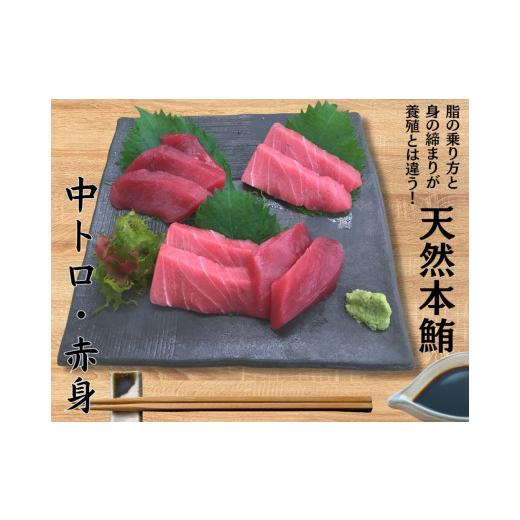 ふるさと納税 マグロ 神奈川県 三浦市 本物の味をお届け 厳選 天然本鮪 中トロ・赤身セット 5月お届け M005-021-05 5月お届け
