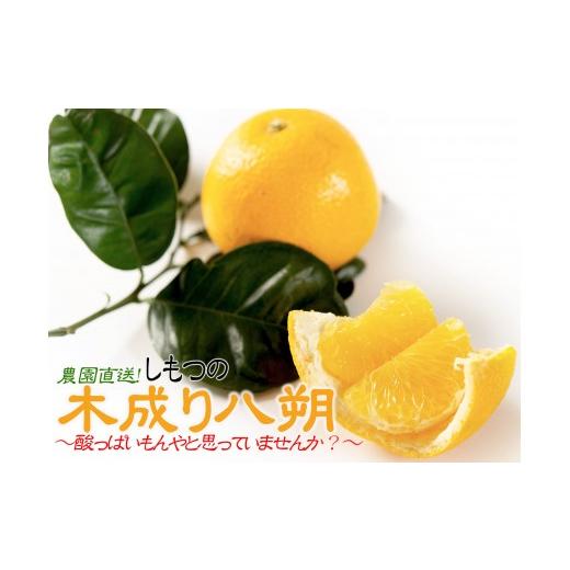 ふるさと納税 みかん・柑橘類 和歌山県 和歌山市 訳あり 八朔 約10kg 大小混合 サイズ不選別 北海道・沖縄県・一部離島 配送不可 海南市産 まごころ産直みかん…