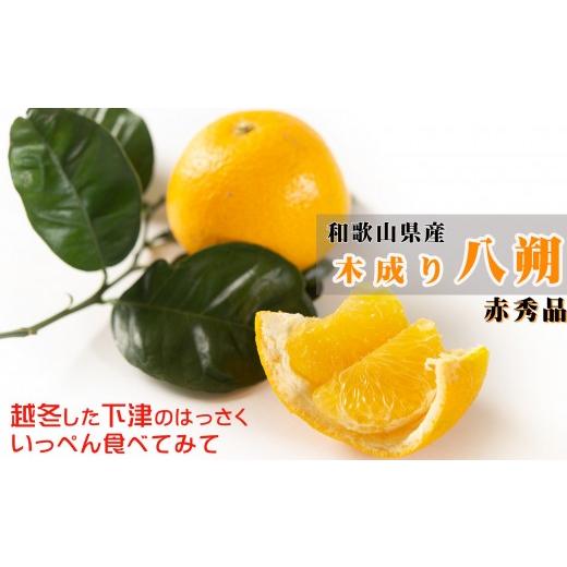 ふるさと納税 みかん・柑橘類 和歌山県 和歌山市 赤秀 木成り 八朔 10kg 大小混合 サイズ不選別 北海道・沖縄県・一部離島 配送不可 和歌山県海南市産 完熟 は…