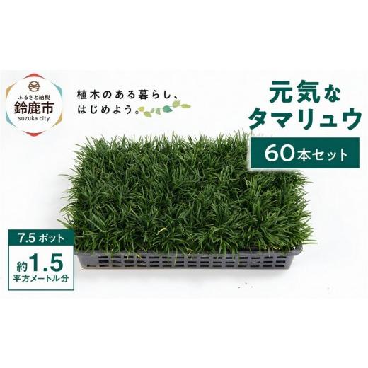 ふるさと納税 花・苗木 三重県 鈴鹿市 産地直送 元気なタマリュウ(7.5pot)60本セット 約1.5平方メートル分