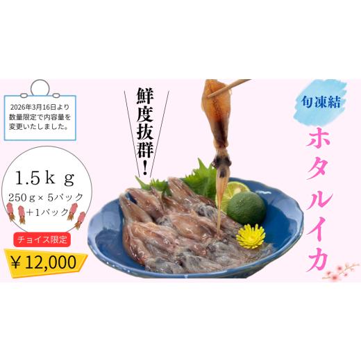 ふるさと納税 イカ 兵庫県 新温泉町 チョイス限定 旬凍結ホタルイカ 約250g×5パック+1パック