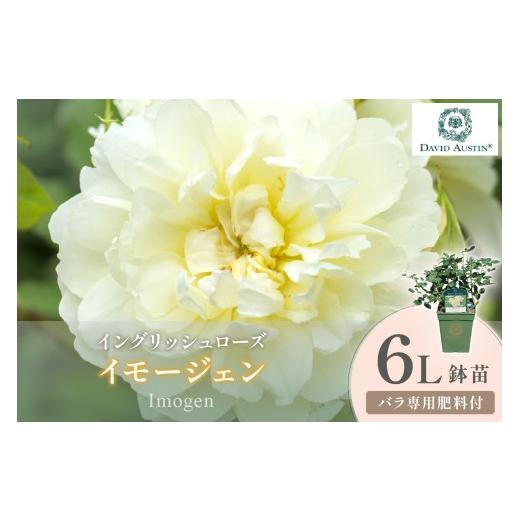 ふるさと納税 花・苗木 大阪府 泉南市 イングリッシュローズ デビッド・オースチン イモージェン 6L鉢苗(バラ専用肥料付) 025D-036