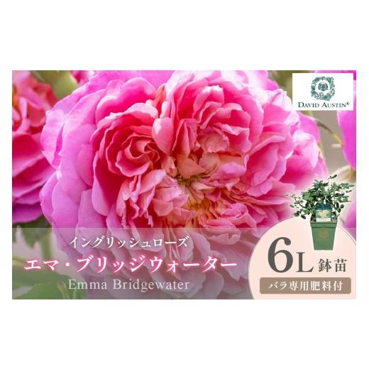 ふるさと納税 花・苗木 大阪府 泉南市 イングリッシュローズ デビッド・オースチン エマ・ブリッジウォーター 6L鉢苗(バラ専用肥料付) 025D-037