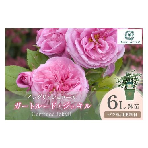 ふるさと納税 花・苗木 大阪府 泉南市 イングリッシュローズ デビッド・オースチン ガートルード・ジェキル 6L鉢苗(バラ専用肥料付) 025D-038
