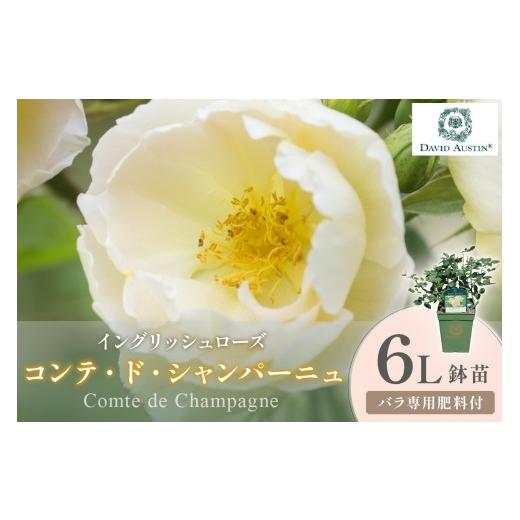 ふるさと納税 花・苗木 大阪府 泉南市 イングリッシュローズ デビッド・オースチン コンテ・ド・シャンパーニュ 6L鉢苗(バラ専用肥料付) 025D-039