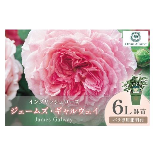 ふるさと納税 花・苗木 大阪府 泉南市 イングリッシュローズ デビッド・オースチン ジェームズ・ギャルウェイ 6L鉢苗(バラ専用肥料付) 025D-040